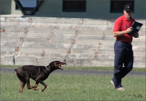 Sasha - Estonia championship 2007  in IPO 3